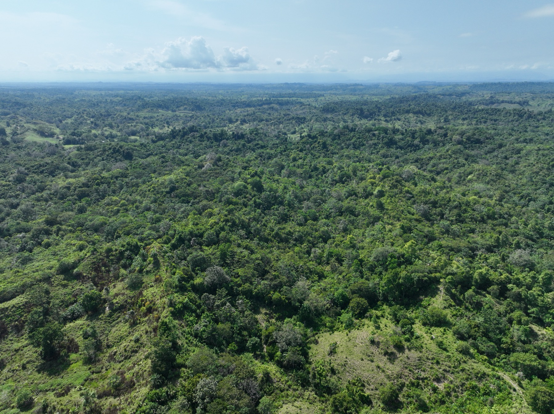 Vista aérea del dosel continuo de la reserva