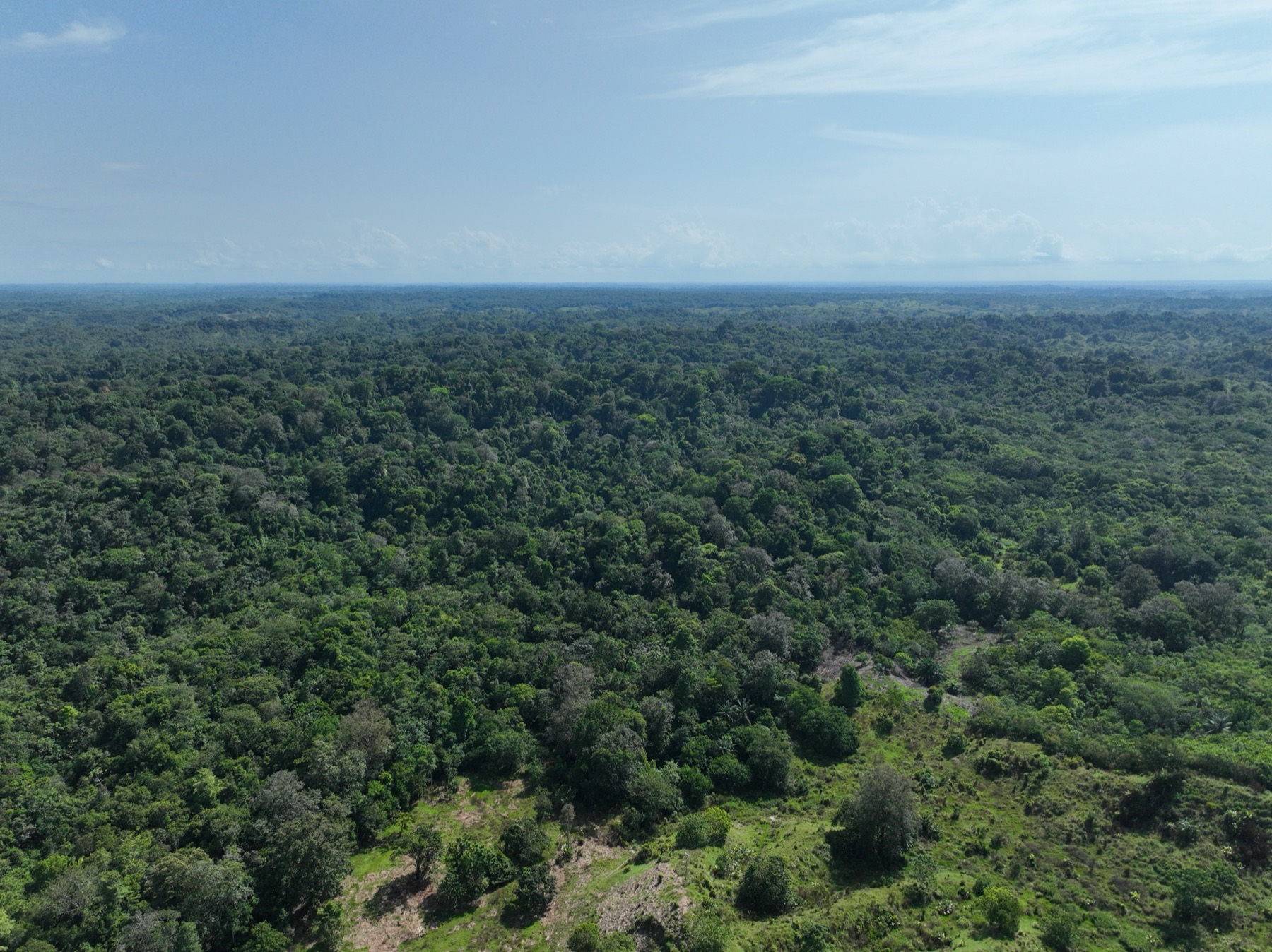 Vista aérea del bosque