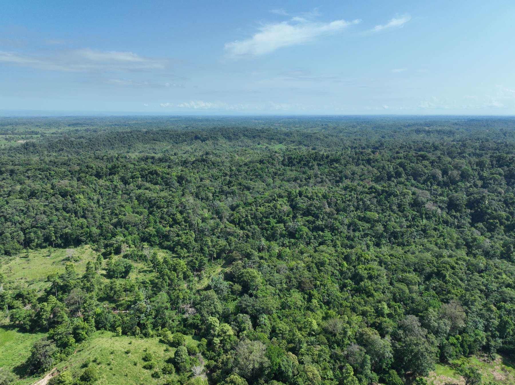 Vista aérea del dosel