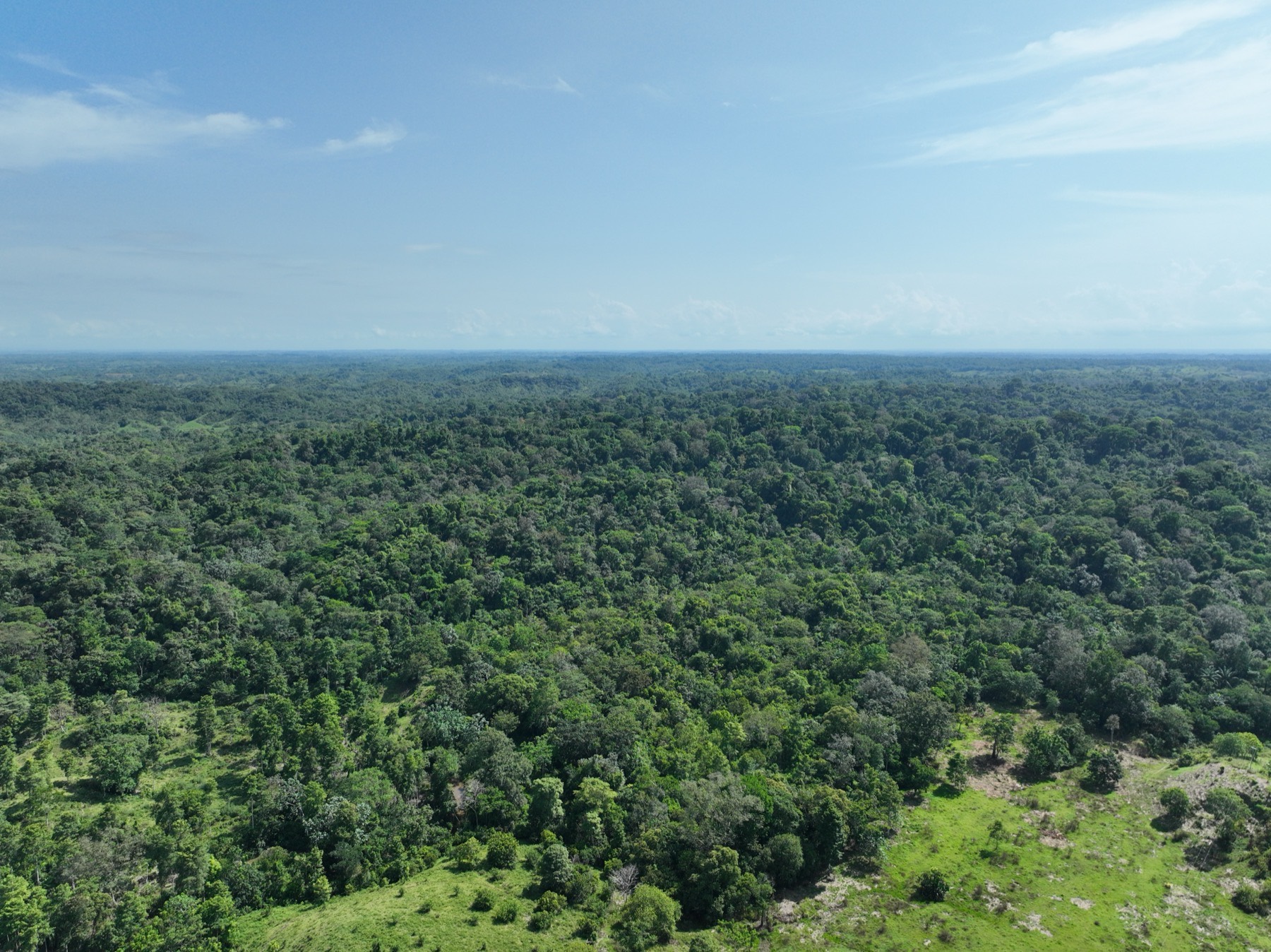 Vista aérea del bosque continuo