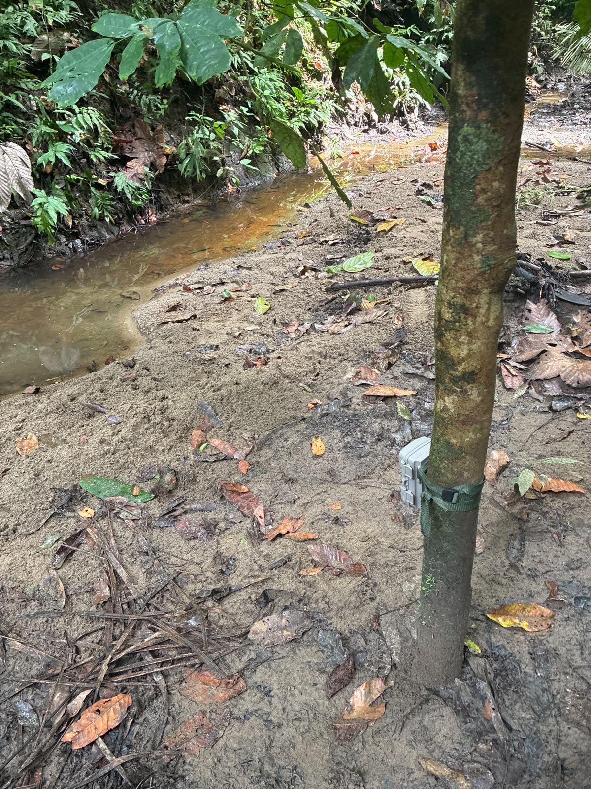 Cámara trampa montada junto a la quebrada
