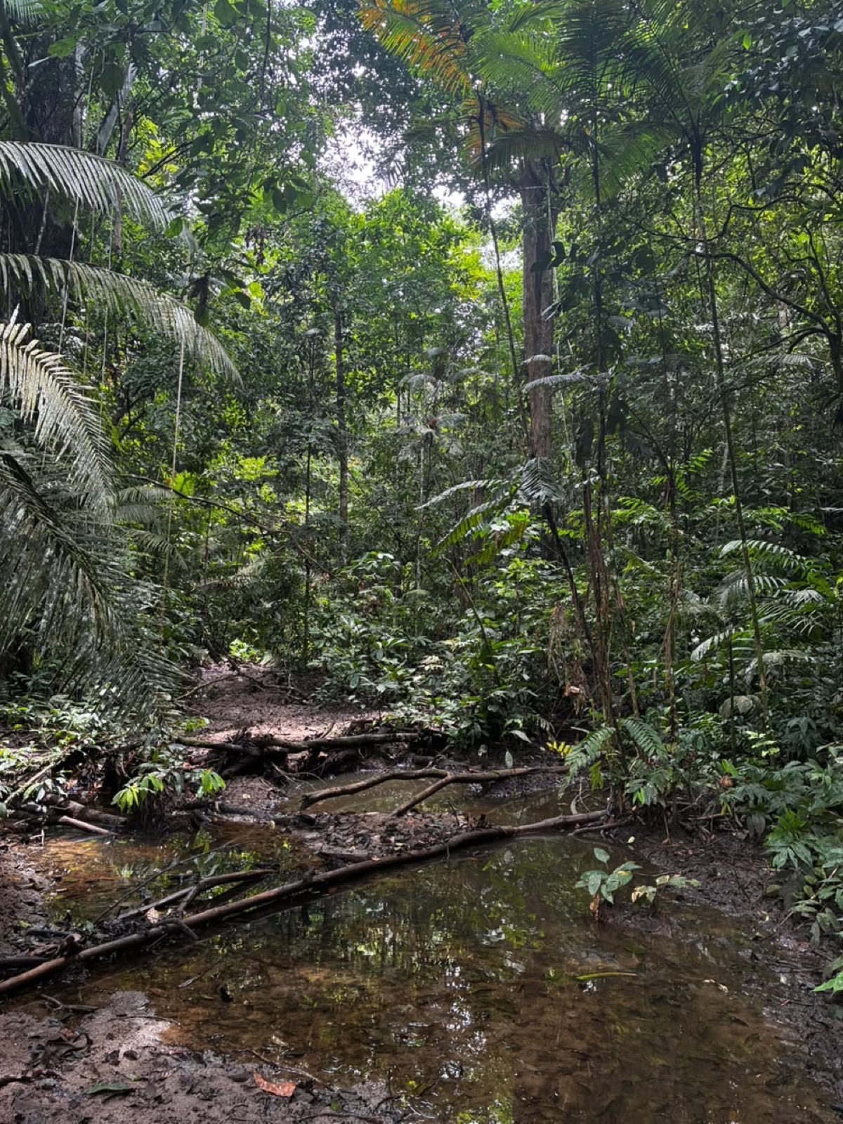 Interior de la selva con quebrada