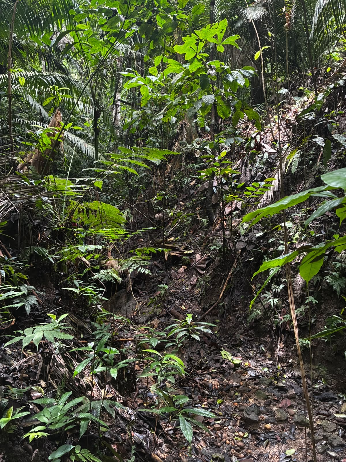 Sotobosque y helechos